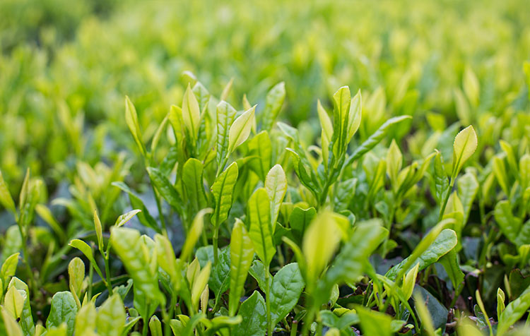 綠茶提取物